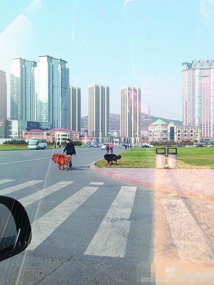 男子廣場(chǎng)遛兩藏獒一只沒(méi)拴繩 路人遠(yuǎn)遠(yuǎn)躲開(kāi)